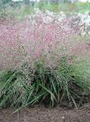 photo Garden Plants Love Grass cereals, Eragrostis green