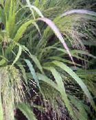 photo Garden Plants Love Grass cereals, Eragrostis light green