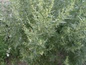 foto Gartenpflanzen Wermut, Beifuß getreide, Artemisia golden