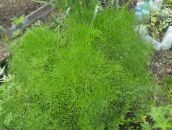 foto Gartenpflanzen Prangos Trifida, Cachrys Alpina dekorative-laub hell-grün