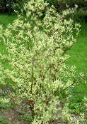 photo Garden Plants Red-barked dogwood, Common Dogwood, Cornus multicolor
