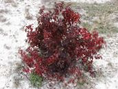 photo Garden Plants Red-barked dogwood, Common Dogwood, Cornus burgundy