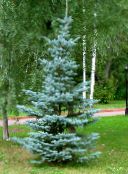 photo Garden Plants Colorado Blue Spruce, Picea pungens light blue