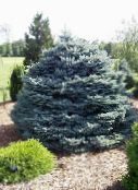 photo Garden Plants Colorado Blue Spruce, Picea pungens silvery
