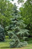 photo Garden Plants Weeping deodar, Deodar Cedar, Himalayan Cedar, Cedrus-deodara green