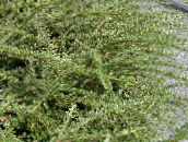 foto Gartenpflanzen Cotoneaster Horizontalis grün