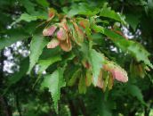foto Gartenpflanzen Ahorn, Acer grün