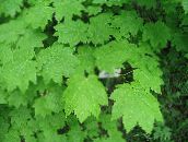 foto Gartenpflanzen Ahorn, Acer hell-grün