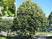 green Common Lime, Linden Tree, Basswood, Lime Blossom, Silver Linden