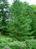 foto Gartenpflanzen Europäische Lärche, Larix grün