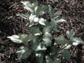 photo Garden Plants Silver Buffaloberry, Elaeagnus argentea dark green