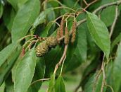 photo Garden Plants Common alder, Alnus green