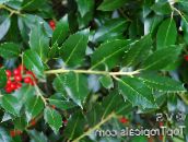 foto Gartenpflanzen Stechpalme, Schwarzerle, Amerikanische Holly, Ilex grün