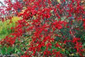 foto Gartenpflanzen Stechpalme, Schwarzerle, Amerikanische Holly, Ilex rot