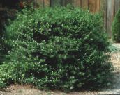 foto Gartenpflanzen Stechpalme, Schwarzerle, Amerikanische Holly, Ilex dunkel-grün
