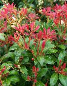 photo Garden Plants Lily of the valley bush, Andromeda, Pieris red