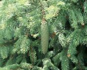 photo Garden Plants Douglas Fir, Oregon Pine, Red Fir, Yellow Fir, False Spruce, Pseudotsuga light blue