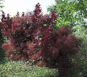 foto Gartenpflanzen Smoketree, Cotinus weinig