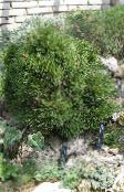 foto Gartenpflanzen Kiefer, Pinus dunkel-grün