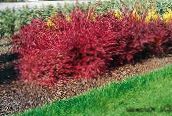 foto Gartenpflanzen Berberitze, Berberitze Japanese, Berberis thunbergii rot