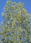 foto Gartenpflanzen Pappel, Populus hell-grün