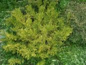 foto Gartenpflanzen Hiba, Falschen Lebensbaum, Japanische Zypresse Elkhorn, Thujopsis hell-grün
