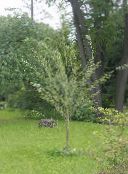 foto Gartenpflanzen Chosenia hell-grün