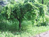 foto Gartenpflanzen Maulbeere, Morus grün