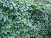 photo Garden Plants Boston ivy, Virginia Creeper, Woodbine, Parthenocissus green