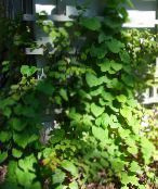 foto Gartenpflanzen Pfeifen (Broadleafed Birth), Aristolochia macrophylla grün