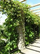 photo Garden Plants Amur grape, Vitis amurensis green
