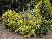 foto Gartenpflanzen Euonymus gelb