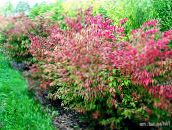 red Euonymus