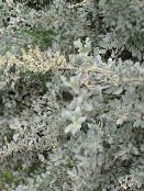 photo Garden Plants Sea Orache, Mediterranean Saltbush, Atriplex halimus silvery