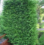 foto Gartenpflanzen Leyland-Zypresse, Cupressocyparis hell-grün