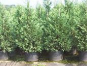 foto Gartenpflanzen Leyland-Zypresse, Cupressocyparis hellblau