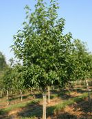 foto Gartenpflanzen Amberbaum, Red Gum, Flüssigen Bernstein, Liquidambar grün