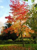 foto Gartenpflanzen Amberbaum, Red Gum, Flüssigen Bernstein, Liquidambar grün