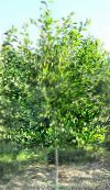 foto Gartenpflanzen Sauer Gum, Blackgum, Tupelo, Pepperidge, Nyssa sylvatica grün