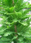 light green Bald Cypress