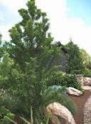photo Garden Plants Bald Cypress, Taxodium distichum green