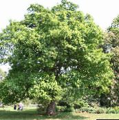foto Gartenpflanzen Eiche, Quercus grün