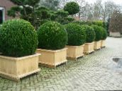foto Gartenpflanzen Buchsbaum, Buxus dunkel-grün
