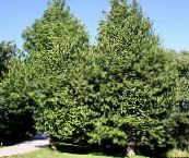 foto Gartenpflanzen Ginkgobaum, Ginkgo biloba grün