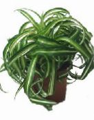 foto Plantas de interior Spider Plant, Chlorophytum variegado