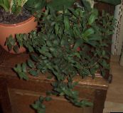 照片 室内植物 露水草, Cyanotis 绿