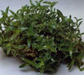 ფოტო შიდა მცენარეები Cyanotis მწვანე
