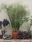 フォト 屋内植物 傘植物, Cyperus 薄緑