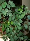 fotografie Vnútorné Rastliny Hroznovej Brečtan, Dubový List Brečtan, Cissus tmavo-zelená