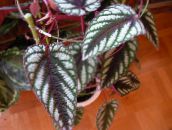 foto Plantas de interior Grape Ivy, Oak Leaf Ivy, Cissus variegado